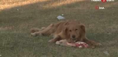 AYM kararına rağmen Ankara’da sokak köpeği yasası uygulanmıyor