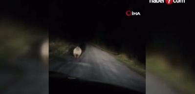 Değişen mevsim nedeniyle ayılar hala uyanık