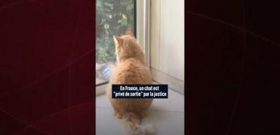 Fransa'da kediye ev hapsi verildi