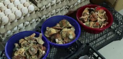 İstanbul'da bir ayda 60 kişiyi zehirledi! 