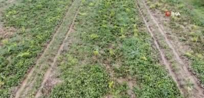 İzmir'de ‘Kırmızı elmas' mesaisi