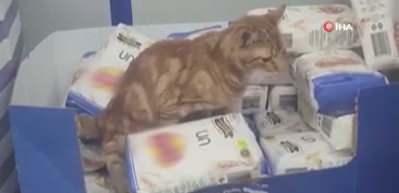 Sultangazi'de bir zincir markette mide bulandıran anlar: Kedi un paketlerinin üzerine tuvaletini yaptı