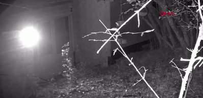 Tilkiyi elleriyle besledi, o anlar görenleri şaşırttı