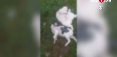 Eskişehir'de boş arazide 8 kedi ölüsü bulundu