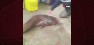 Yakalanan 65 kiloluk dev balık, görenleri şaşkına çevirdi