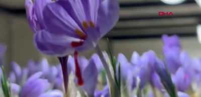 50 metrekarelik odada gramı 700 TL'lik servet üretiyor