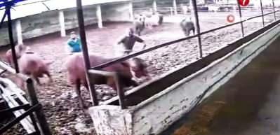 Amasya’da üzerine boğa zıplayan besici kendisini yerde buldu