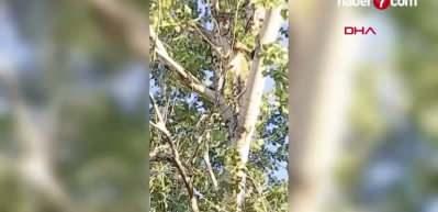 Anadolu parsı, Tunceli kırsalında görüntülendi