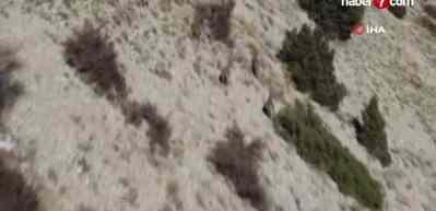 Avladığına bin pişman oldu!