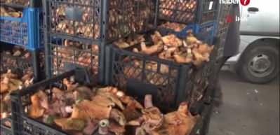 Bursa'da kanlıca mantarının fiyatı 300 liradan 100 liraya geriledi