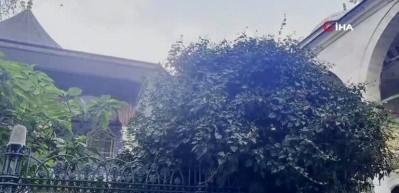 Ey&uuml;p Sultan Camii avlusundaki ağa&ccedil; devrildi
