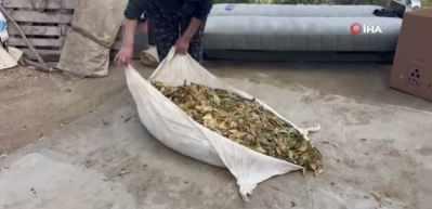 Hasadı tamamlanan tütünler satış için hazırlanıyor