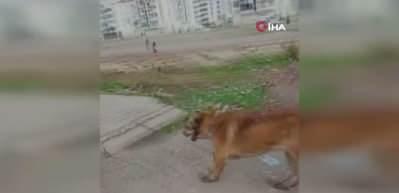 Diyarbakır'da k&ouml;pek dehşeti! 2 kişi yaralandı