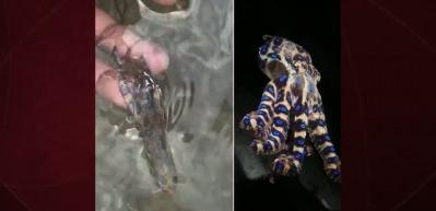 D&uuml;nyanın zehirli hayvanını fark etmeden eline aldı