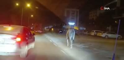 Firari anguslar uyuşturucu iğneyle tek tek avlandı