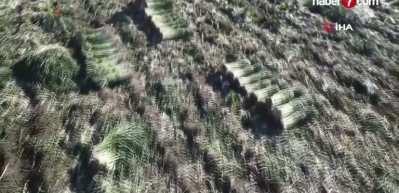 Hasat başladı: Ge&ccedil;en yıl tarlada 30 liraydı, bu yıl 22 lira