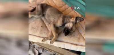 Hayvan sevgisini istismar etti, k&ouml;pekler a&ccedil;ıktan birbirini yedi!