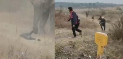 Hindistan&rsquo;da fil s&uuml;r&uuml;s&uuml;nden korkun&ccedil; saldırı: 4 &ouml;l&uuml;, &ccedil;ok sayıda yaralı var