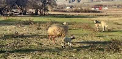 Kuzusunu korumak isteyen anne koyunun k&ouml;peklere kafa tuttuğu herkesi duygulandırdı