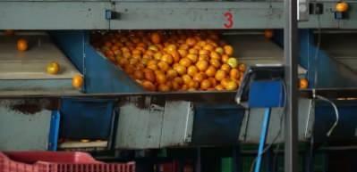 Mandalina ihracatında rekor geldi