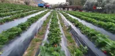 Mersin'de &ccedil;ilekte kış hasadı: Bah&ccedil;ede kilogramı 130 TL