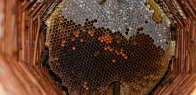 Misafir odasını bal arılarına ayırdı