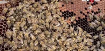 Muğla'da gen&ccedil; kız baba mesleği arıcılığı gelecek nesillere taşımayı hedefliyor