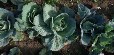 Sakarya'da beyaz lahana hasadı başladı: Market fiyatı tarla fiyatının d&ouml;rt katı