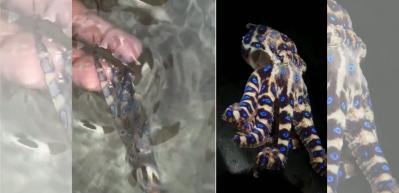 Siyan&uuml;rden bin kat daha g&uuml;&ccedil;l&uuml;! D&uuml;nyanın en zehirli hayvanını fark etmeden avucunun i&ccedil;ine aldı