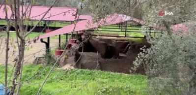 Tarla gece g&uuml;nd&uuml;z korunuyor! Bilinen tek &ouml;rnek g&uuml;n y&uuml;z&uuml;ne &ccedil;ıkarıldı