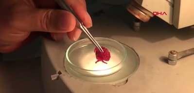 T&uuml;rkiye'de ilk kez Tropik k&ouml;kenli bir yenge&ccedil; g&ouml;r&uuml;ld&uuml;