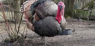 T&uuml;rkiye&rsquo;de kişi başı hindi eti t&uuml;ketimi Avrupa&rsquo;nın 10&rsquo;da biri