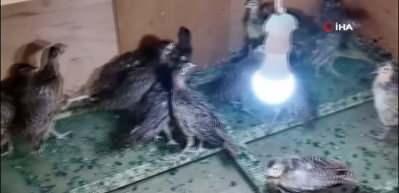 Amasya'da s&uuml;l&uuml;n eti yeniden sofralara d&ouml;n&uuml;yor