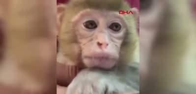 'Amazon ormanları' değil Elazığ: Minik maymun T&uuml;rkiye'de koruma altına alındı