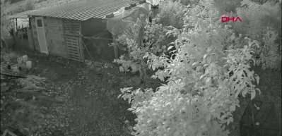 Başıboş sokak k&ouml;pekleri k&uuml;mese girerek 30 tavuğu telef etti