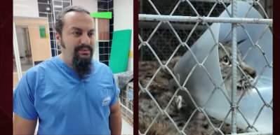 Burdur'da k&ouml;pek saldırısında yaralanan vaşak tedavi edildi