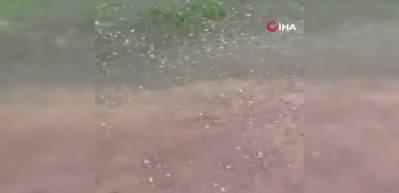 Derince'de sahipsiz sokak k&ouml;pekleri dehşet sa&ccedil;maya devam ediyor