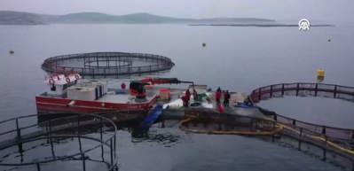 Elazığ&rsquo;da siyah havyar &uuml;retim &uuml;ss&uuml; hedefi