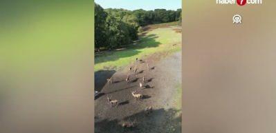 Nesli tehlike altındaki kızıl geyikler İstanbul'da koruma altında &ccedil;oğaltılıyor