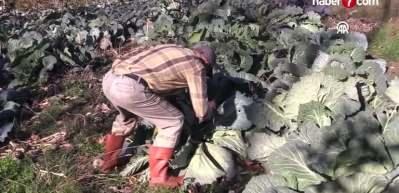 Osmaniye'de hobi olarak başladığı lahana yetiştiriciliği gelir kapısı oldu