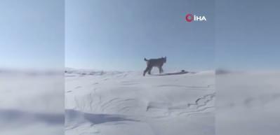 Bing&ouml;l karlıova&rsquo;da nesli tehlike altındaki vaşak g&ouml;r&uuml;nt&uuml;lendi