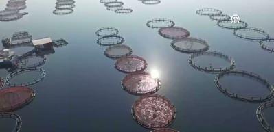 Fırat&rsquo;ta başlayan başarı hik&acirc;yesi: T&uuml;rk somonuyla 5 milyon dolarlık ihracat