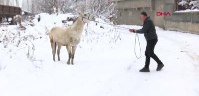 Muş'ta kışın &ouml;l&uuml;me terk edilen canlara sahip &ccedil;ıkıyor