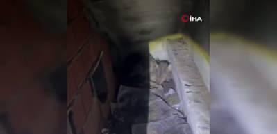 Zonguldak'ta soğuk havadan bitkin d&uuml;şen kurt k&ouml;pek kul&uuml;besine sığındı