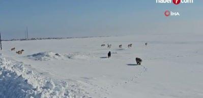 Adilcevaz'da kuduz vakası tespit edilen k&ouml;y, karantinaya alındı