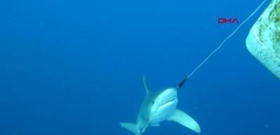 Antalya'da burnuna kanca takılan k&ouml;pek balığını dalgı&ccedil;lar kurtardı