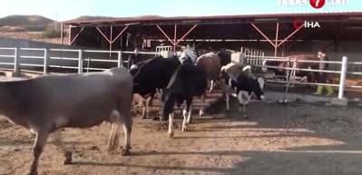 &Ccedil;iğ s&uuml;t fiyatları belli oldu!