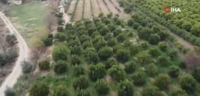 Dalında 5 TL olan turun&ccedil;, kadınların elinde kara kazanda değer kazandı