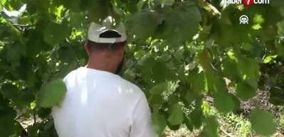 Fındıkta b&uuml;y&uuml;k hareketlilik!