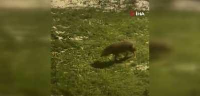 G&ouml;ren telefona sarıldı: Başkentin sokaklarında şaşırtan manzara!